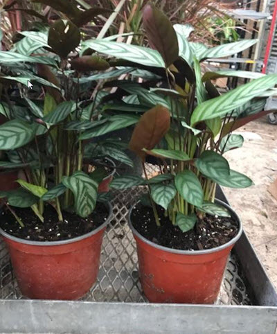 Ctenanthe Setosa Calathea